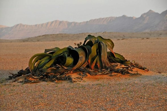 Welwitschia mirabilis leaves writhing in the desert